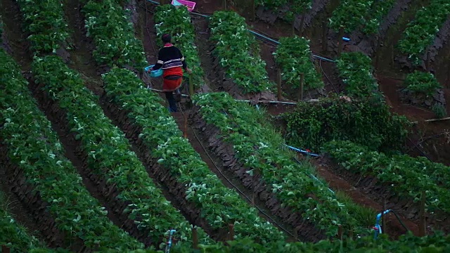 泰国清迈的Doi Angkhang山草莓田里的清晨日出。视频素材