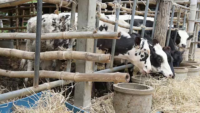 泰国农村当地农场的牛在吃稻草视频素材