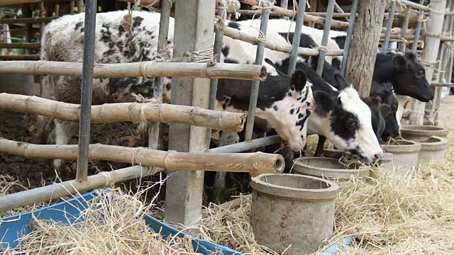 泰国农村当地农场的牛在吃稻草视频素材