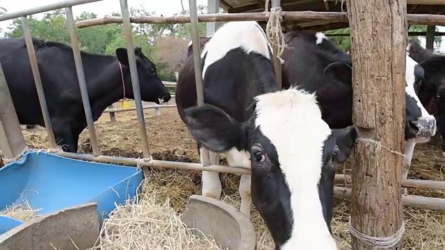 泰国农村当地农场的牛在吃稻草视频素材