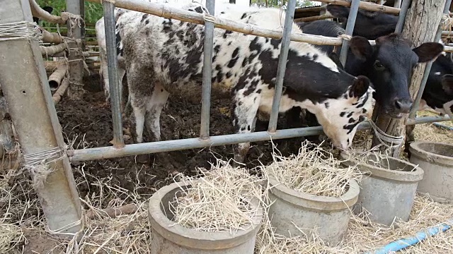 泰国农村当地农场的牛在吃稻草视频素材