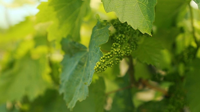 近距离酿酒葡萄芽视频下载