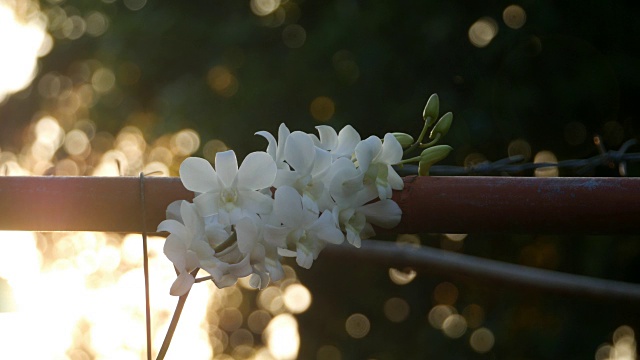 花园里的白色兰花视频素材