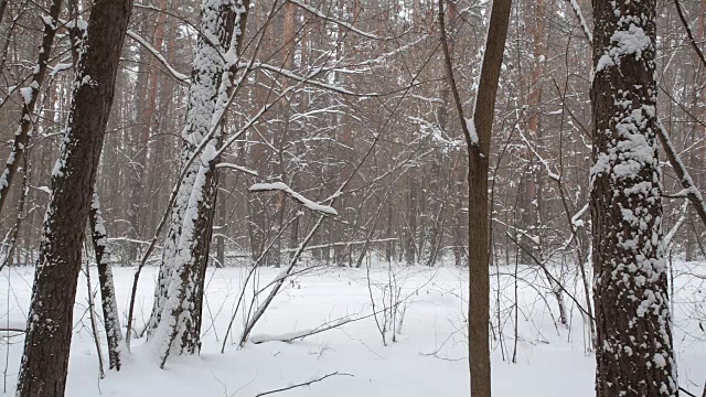 公共汽车在森林里白雪覆盖的路上行驶。视频素材