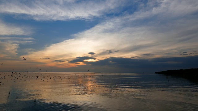 夕阳下的天空中有4k只海鸥视频素材