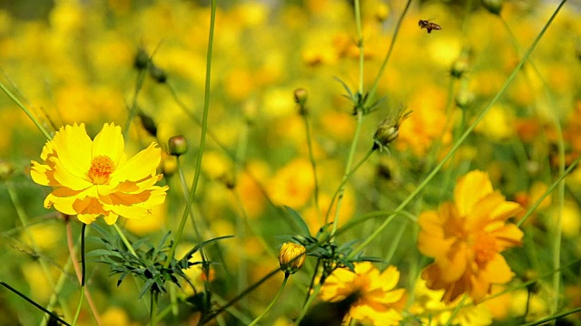 宇宙花和蜜蜂视频素材