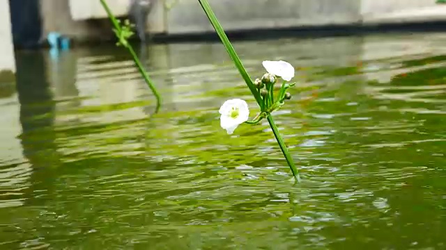 白花漂浮在鱼塘上视频素材