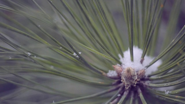 雪在松林里视频素材