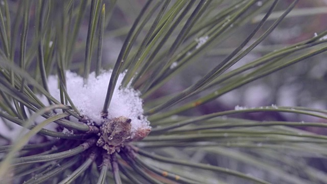 雪在松林里视频下载