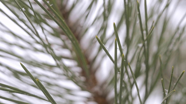 雪在松林里视频素材