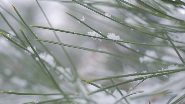 雪在松林里视频下载