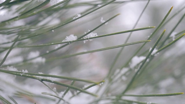 雪在松林里视频下载