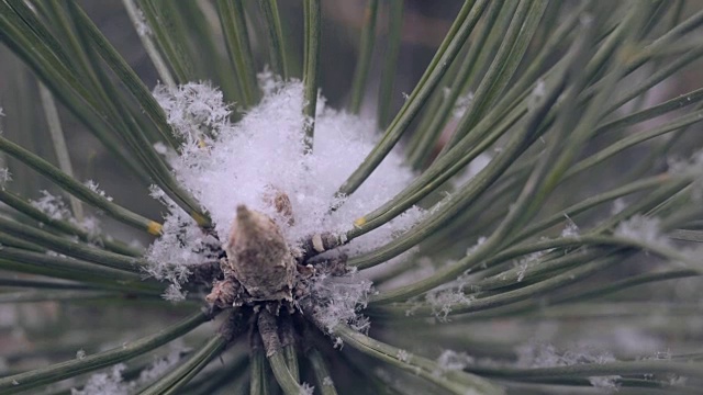 雪在松林里视频下载