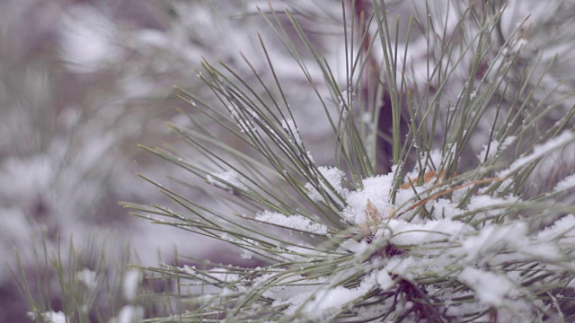 雪在松林里视频下载