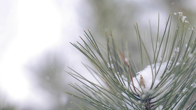 雪在松林里视频下载