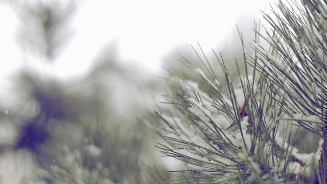 雪在松林里视频素材