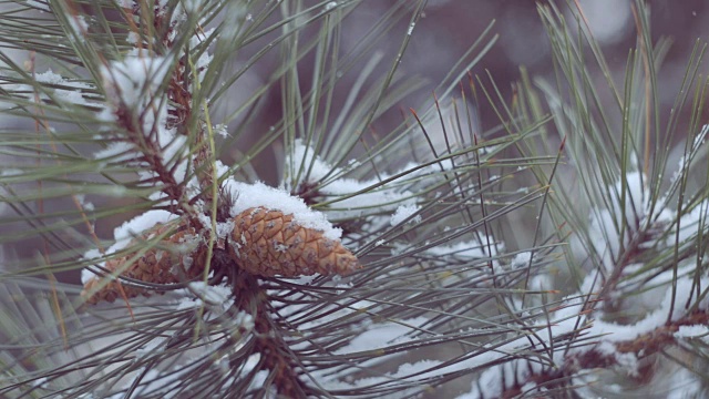 雪在松林里视频下载