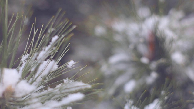 雪在松林里视频下载