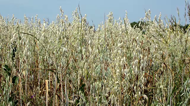 Oat领域视频素材