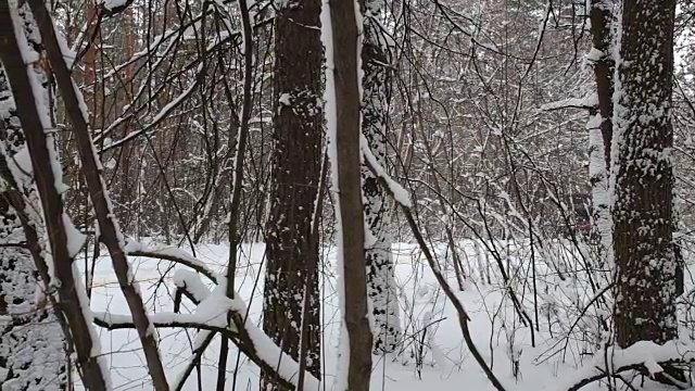 通勤巴士沿着森林道路行驶。视频素材