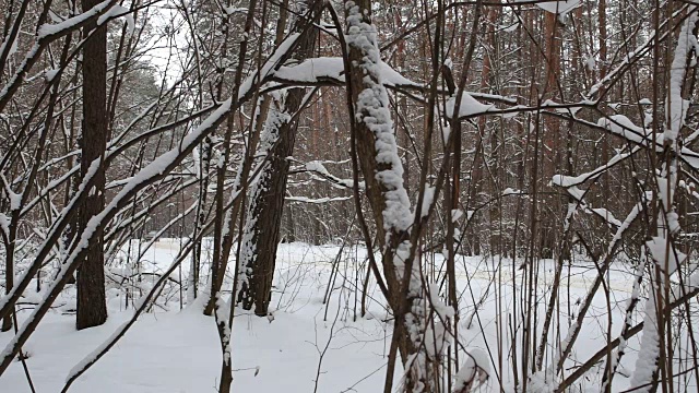 在森林里，汽车在积雪覆盖的路上行驶。视频素材