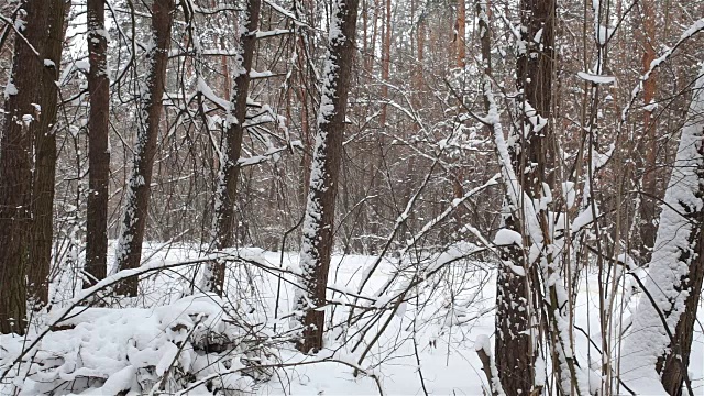 在森林里，汽车在积雪覆盖的路上行驶。视频素材