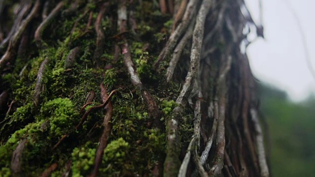 树根和苔藓层的特写视频下载