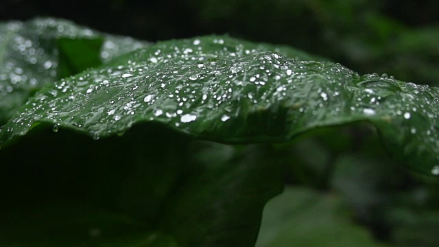 水珠从巨大的绿叶上滴下视频下载