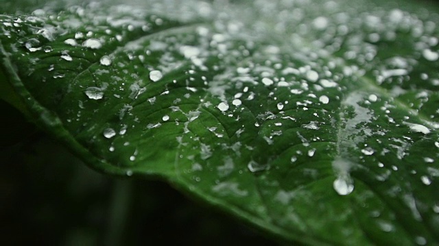 绿色叶子上的水珠的极端特写视频素材