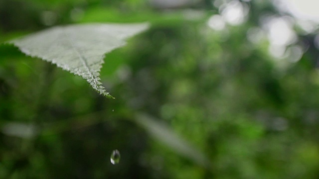 慢镜头水滴从丛林植物视频素材