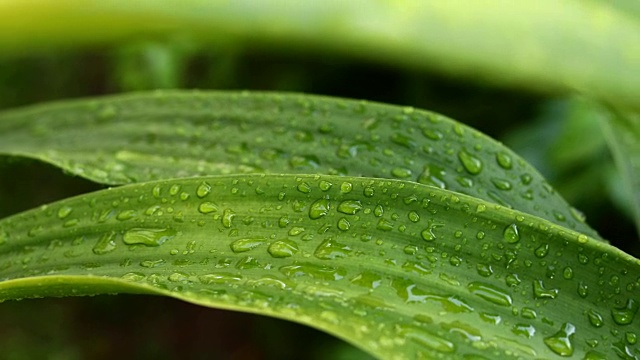 雨滴落在绿叶上视频素材