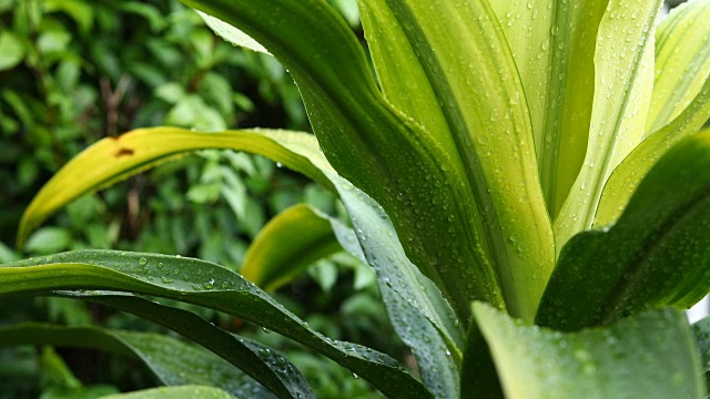 雨滴落在绿叶上视频素材