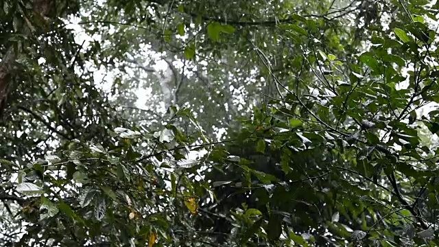 慢镜头，雨林中的雨视频素材