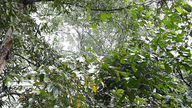 慢镜头，雨林中的雨视频素材