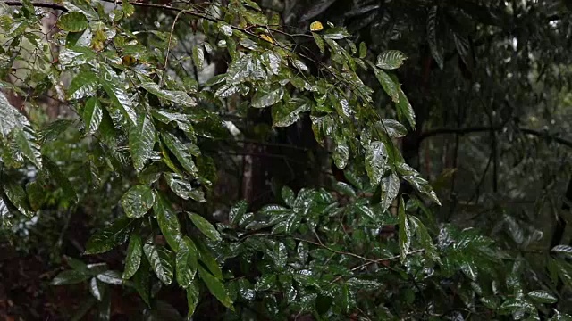 慢镜头，雨林中的雨视频素材