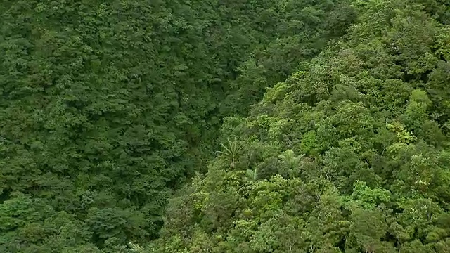 郁郁葱葱的雨林和原始瀑布视频素材