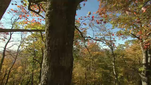 鹤拍摄的五彩秋叶视频素材