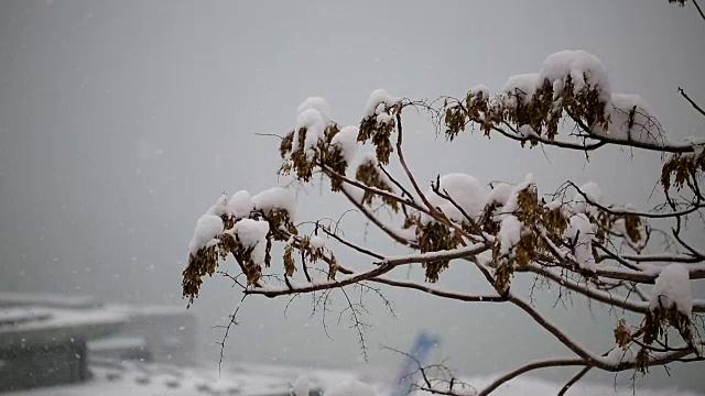 雪和树视频素材