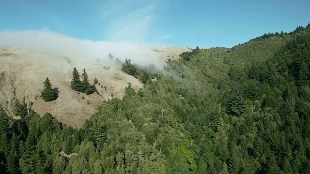 迷失海岸峡谷的森林与草原相遇视频素材