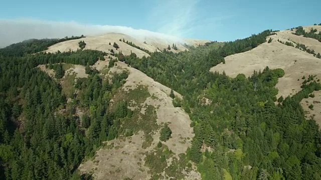 森林和草原在王岭荒野视频素材