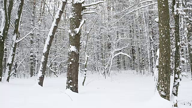 森林里被雪封住的景色。视频素材