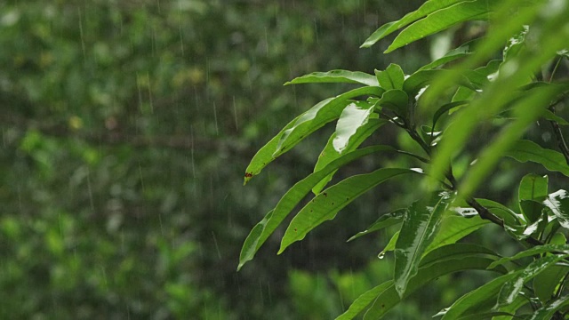 雨中的雨林树枝中景视频素材