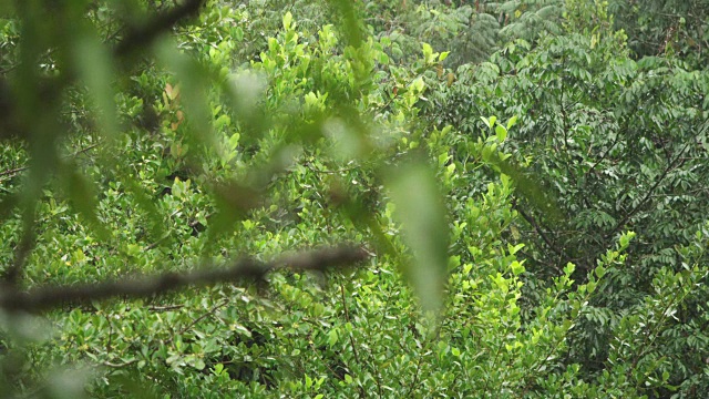 近距离聚焦拉热带雨林树枝视频素材