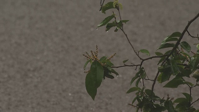 中焦拉树枝在暴雨中视频素材