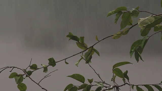 在一场大雨中，近距离聚焦拉树枝视频素材