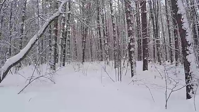 被雪困住的景观。雪后的森林。视频素材