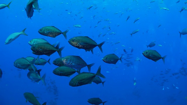 鲹鱼在海底成群游动视频素材