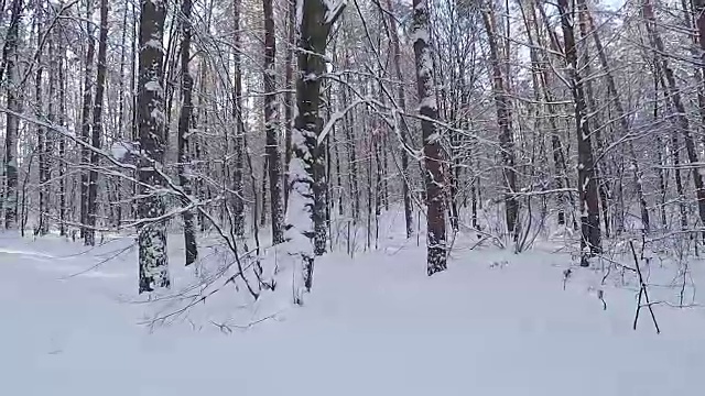 被雪困住的景观。雪后的森林。视频素材