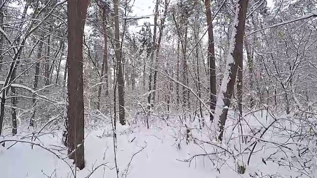 在冬天的森林里散步。雪后的森林。视频素材