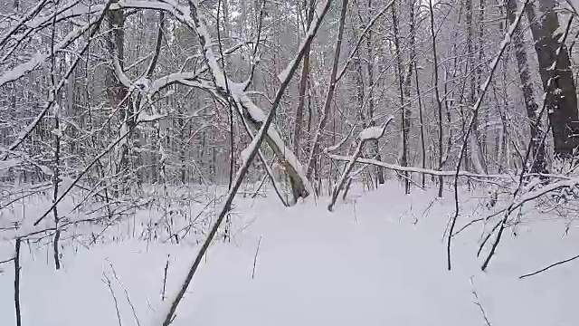 在冬天的森林里散步。雪后的森林。视频素材